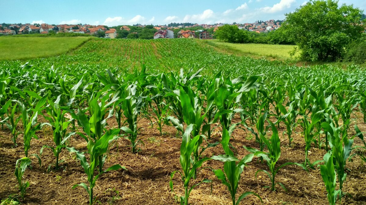 Modernizacja gospodarstw rolnych – wkrótce nabory w obszarach E (nawadnianie) i F (zielona energia)