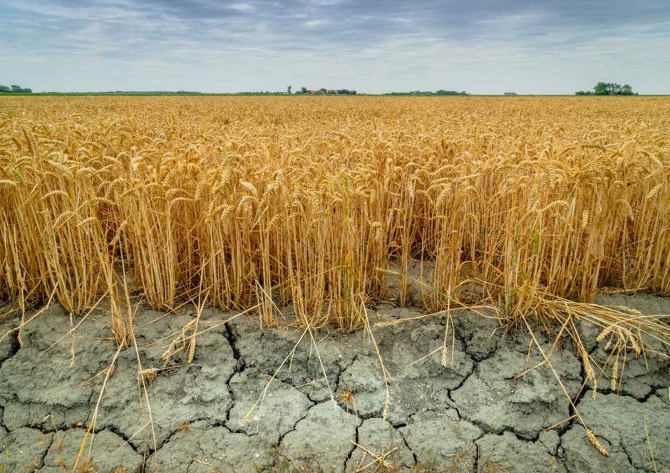 Zgłoś szkodę rolniczą – szacowanie strat po suszy